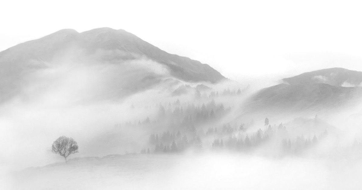 迷霧中一棵樹矗立在山下